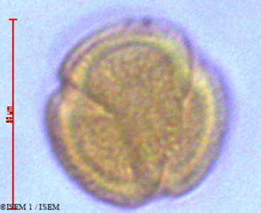 ISEM 1/Oxalis_articulata_29107/Oxalis_articulata_29107_0001(copy)_thumb.jpg